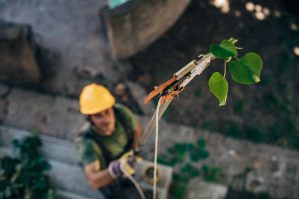 Best Emergency Tree Removal  in Bonneau Beach, SC